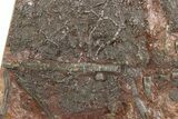 Silurian Fossil Crinoid (Scyphocrinites) Plate - Morocco #255699-2